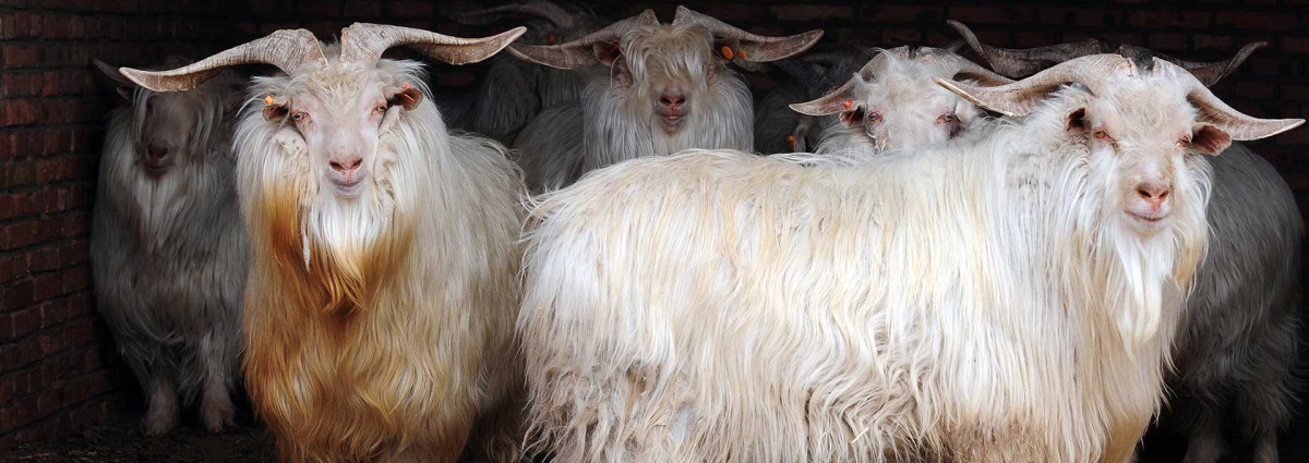Cashmere goats, the fibre behind the throws